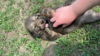 Lani, a female Tibetan Mastiff for sale in Princeton, MN – 1 of 2