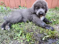 Opal, a female Tibetan Mastiff for sale in Princeton, MN – 4 of 4