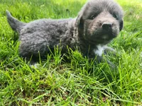 Misty, a female Tibetan Mastiff for sale in Princeton, MN – 5 of 6