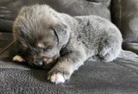 Opal, a female Tibetan Mastiff for sale in Princeton, MN – 4 of 5