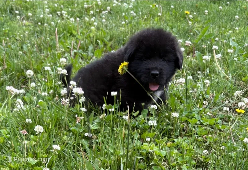 Alfie – Tibetan Mastiff puppy for sale in Princeton, MN