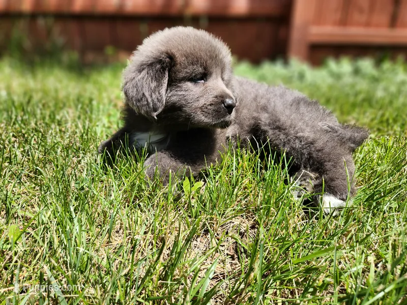 Rosie – Tibetan Mastiff puppy for sale in Princeton, MN