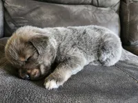 Opal, a female Tibetan Mastiff for sale in Princeton, MN – 5 of 5