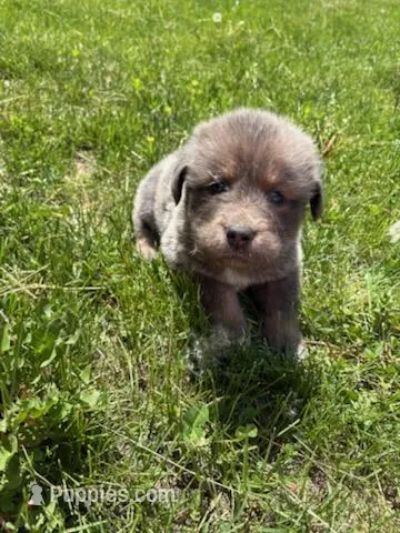 Cleo – Tibetan Mastiff puppy for sale in Princeton, MN