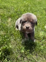 Cleo, a female Tibetan Mastiff for sale in Princeton, MN – 1 of 4