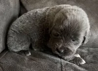 Rosie, a female Tibetan Mastiff for sale in Princeton, MN – 1 of 1