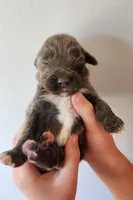 Puppy #1, a female Tibetan Mastiff for sale in Princeton, MN – 3 of 3