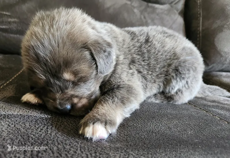 Cleo – Tibetan Mastiff puppy for sale in Princeton, MN