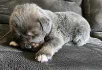 Cleo, a female Tibetan Mastiff for sale in Princeton, MN – 1 of 3
