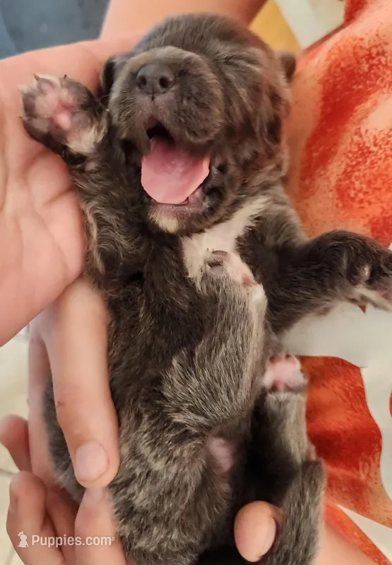 Puppy #3 – Tibetan Mastiff puppy for sale in Princeton, MN
