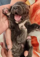 Puppy #3, a female Tibetan Mastiff for sale in Princeton, MN – 1 of 3