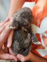 Puppy #3, a female Tibetan Mastiff for sale in Princeton, MN – 3 of 3
