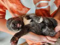 Puppy #3, a female Tibetan Mastiff for sale in Princeton, MN – 2 of 3