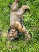 Zelda, a female Tibetan Mastiff for sale in Princeton, MN – 3 of 3