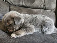 Cleo, a female Tibetan Mastiff for sale in Princeton, MN – 2 of 3