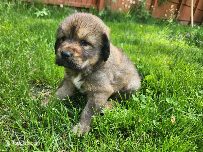 Zelda – Tibetan Mastiff puppy for sale in Princeton, MN