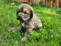 Zelda, a female Tibetan Mastiff for sale in Princeton, MN – 1 of 3