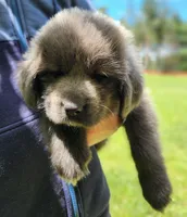 Rosie, a female Tibetan Mastiff for sale in Princeton, MN – 2 of 3