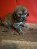 Zelda, a female Tibetan Mastiff for sale in Princeton, MN – 1 of 1