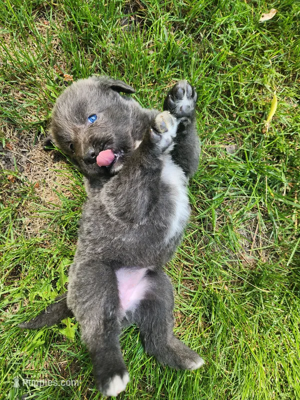 Misty – Tibetan Mastiff puppy for sale in Princeton, MN