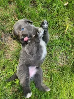 Misty, a female Tibetan Mastiff for sale in Princeton, MN – 1 of 6