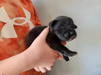 Puppy #4, a male Tibetan Mastiff for sale in Princeton, MN – 1 of 2