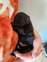 Puppy #4, a male Tibetan Mastiff for sale in Princeton, MN – 2 of 2