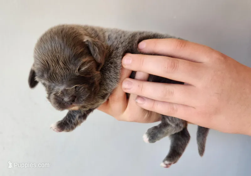 Puppy #2 – Tibetan Mastiff puppy for sale in Princeton, MN