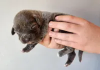 Puppy #2, a male Tibetan Mastiff for sale in Princeton, MN – 1 of 2