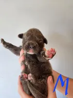 Puppy #2, a male Tibetan Mastiff for sale in Princeton, MN – 2 of 2