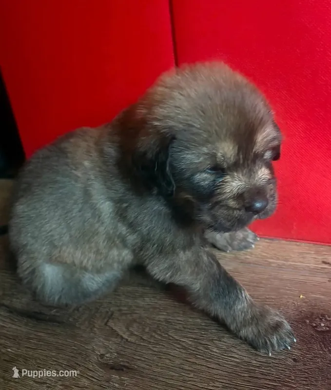 Lani, a female Tibetan Mastiff for sale in Princeton, MN – 1 of 1