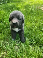Misty, a female Tibetan Mastiff for sale in Princeton, MN – 6 of 6