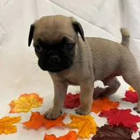 Frisky, a male Pug for sale in Bridgewater, VA – 2 of 3