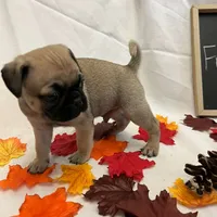 Frisky, a male Pug for sale in Bridgewater, VA – 3 of 3