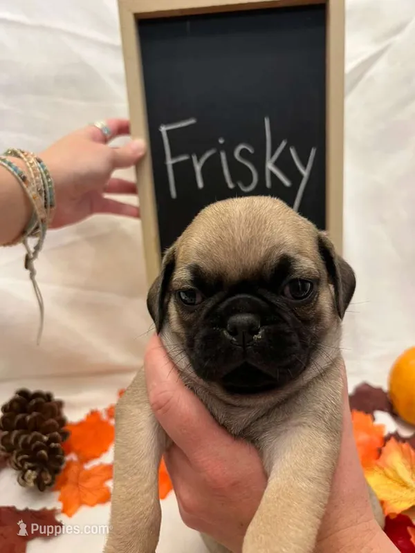 Frisky – Pug puppy for sale in Bridgewater, VA