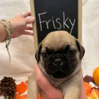 Frisky, a male Pug for sale in Bridgewater, VA – 1 of 3