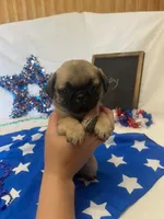 Poppy, a female Pug for sale in Bridgewater, VA – 2 of 3