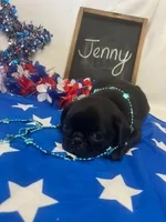 Jenny, a female Pug for sale in Bridgewater, VA – 2 of 2
