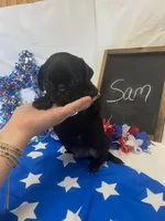 Sam, a male Pug for sale in Bridgewater, VA – 2 of 2