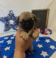 Poppy, a female Pug for sale in Bridgewater, VA – 3 of 3