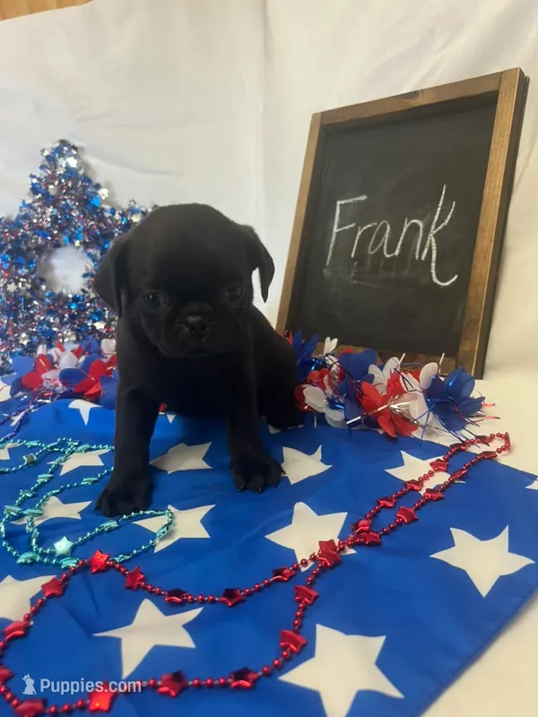 Frank – Pug puppy for sale in Bridgewater, VA
