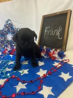 Frank, a male Pug for sale in Bridgewater, VA – 1 of 3