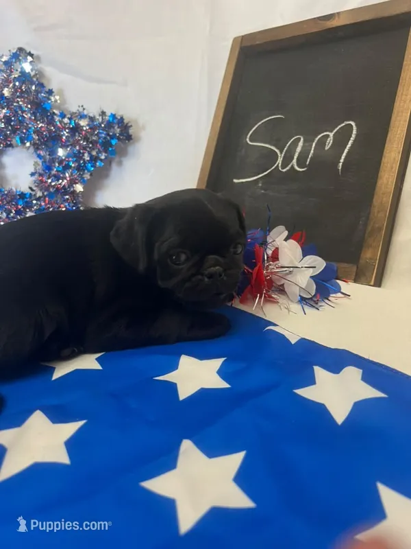 Sam – Pug puppy for sale in Bridgewater, VA
