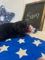 Sam, a male Pug for sale in Bridgewater, VA – 1 of 2