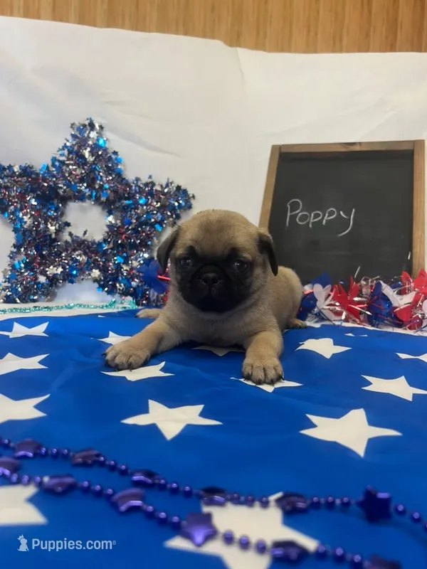 Poppy – Pug puppy for sale in Bridgewater, VA