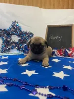Poppy, a female Pug for sale in Bridgewater, VA – 1 of 3