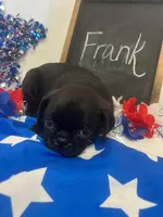 Frank, a male Pug for sale in Bridgewater, VA – 3 of 3