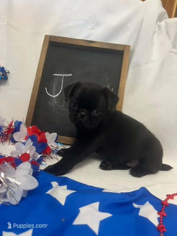 Jenny – Pug puppy for sale in Bridgewater, VA