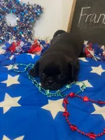 Frank, a male Pug for sale in Bridgewater, VA – 2 of 3