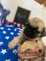 Rosie, a female Pug for sale in Bridgewater, VA – 3 of 3